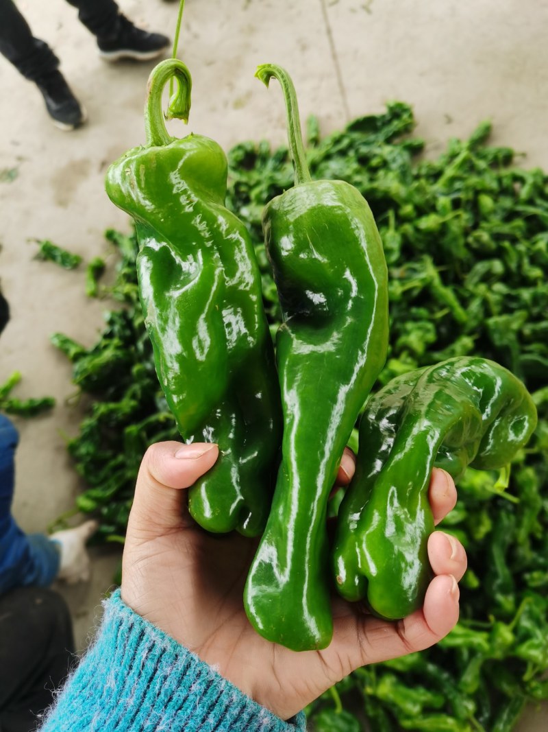 薄皮椒，芜湖椒，大量上市质量很好价格美丽