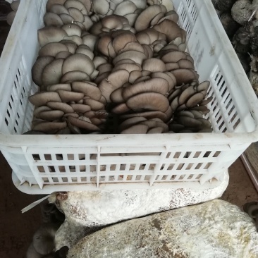 小叶黑平菇的产地！欢迎洽谈合作