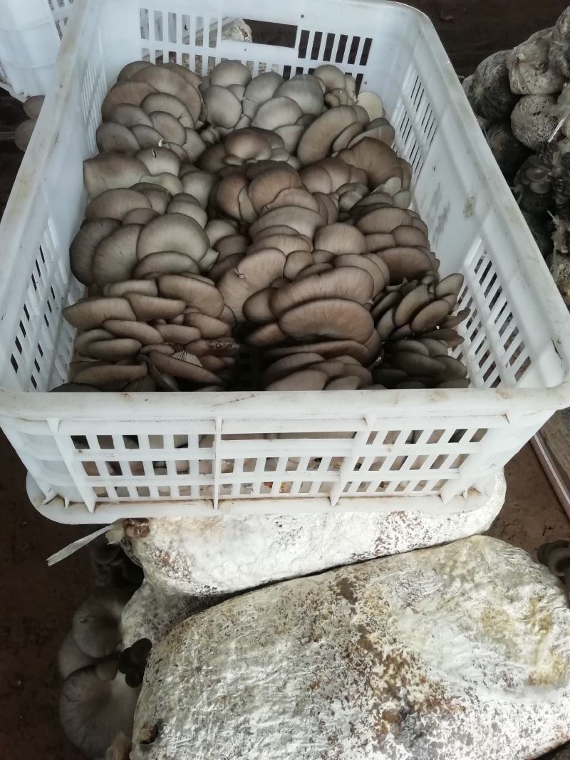 小叶黑平菇的产地！欢迎洽谈合作