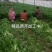 优质精品芹菜西芹芹菜大量上市物美价廉货源充足
