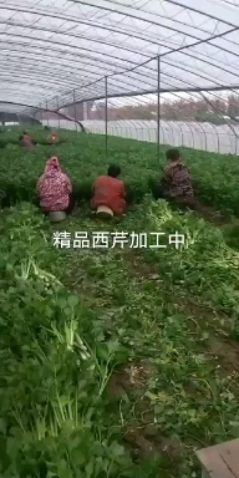 优质精品芹菜西芹芹菜大量上市物美价廉货源充足