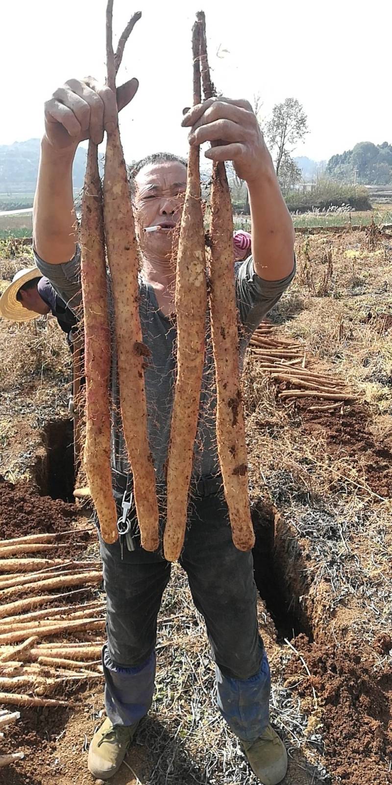 白玉山药，万亩基地。量大品优，欢迎下单，你有价，我有量。