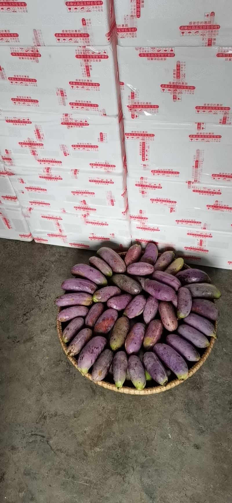无籽八月瓜薄皮高产品种纯正包百分之九成活免费提供技术支持