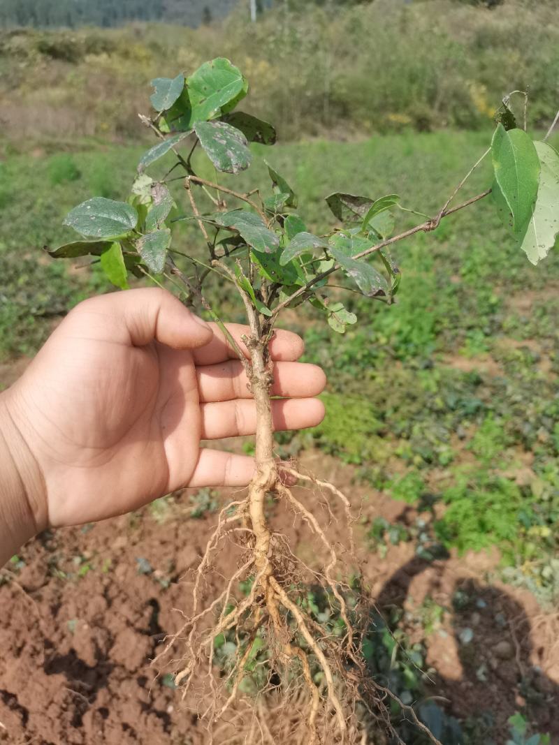 无籽八月瓜薄皮高产品种纯正包百分之九成活免费提供技术支持