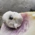 无籽八月瓜薄皮高产品种纯正包百分之九成活免费提供技术支持