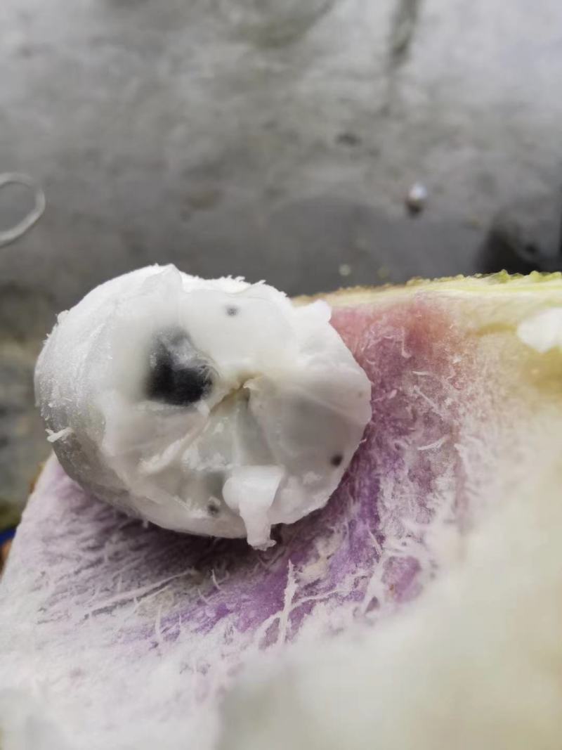 无籽八月瓜薄皮高产品种纯正包百分之九成活免费提供技术支持
