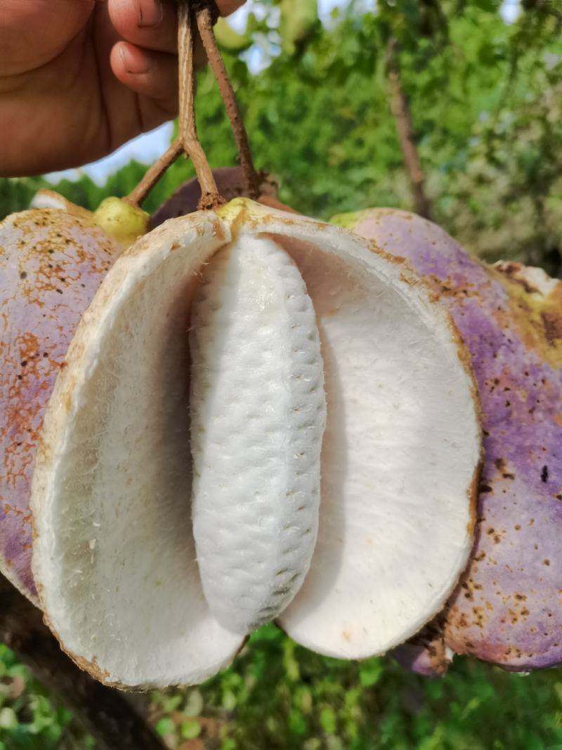 无籽八月瓜薄皮高产品种纯正包百分之九成活免费提供技术支持
