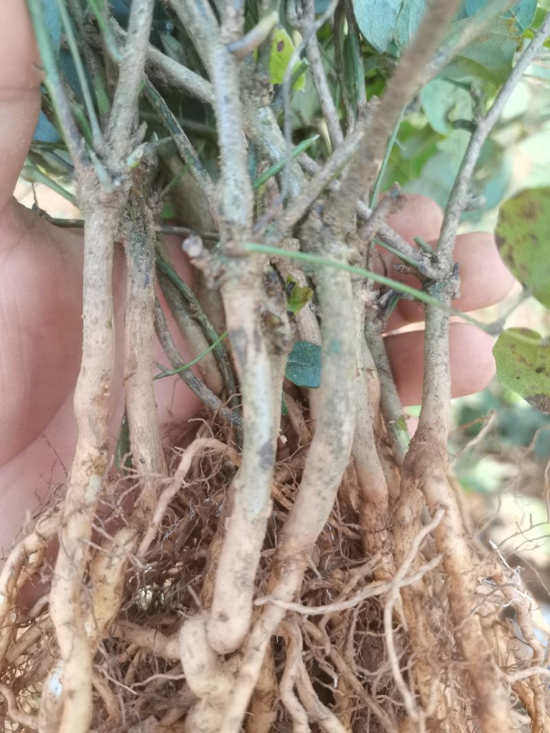 无籽八月瓜薄皮高产品种纯正包百分之九成活免费提供技术支持
