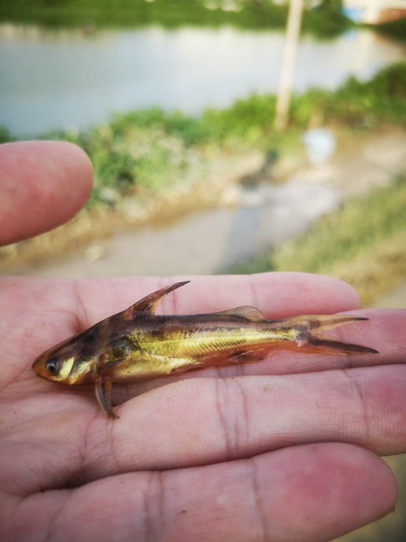 黄骨鱼，黄颡鱼，黄辣丁，水黄蜂，杂交黄骨鱼，包技术指导