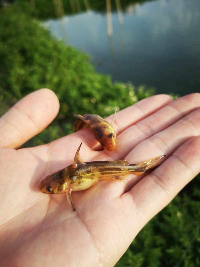 黄骨鱼，黄颡鱼，黄辣丁，水黄蜂，杂交黄骨鱼，包技术指导