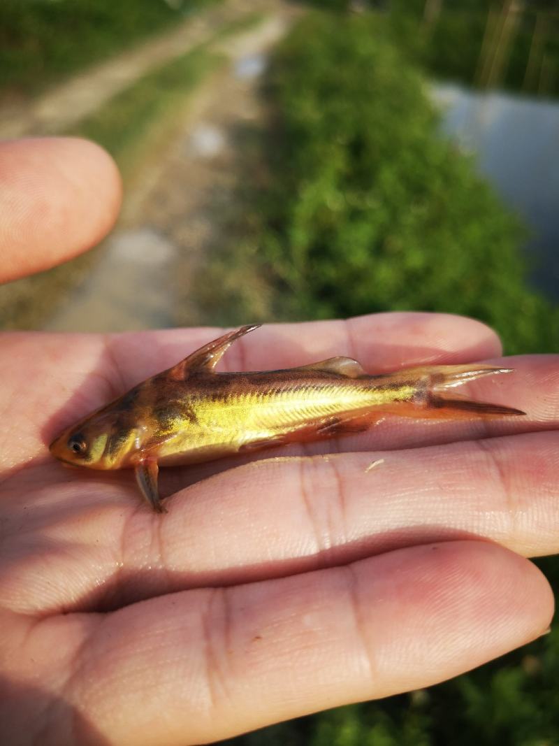 黄骨鱼，黄颡鱼，黄辣丁，水黄蜂，杂交黄骨鱼，包技术指导
