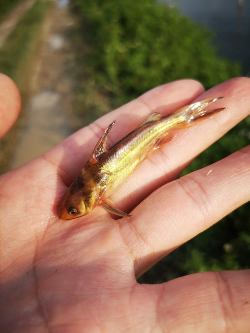 黄骨鱼，黄颡鱼，黄辣丁，水黄蜂，杂交黄骨鱼，包技术指导