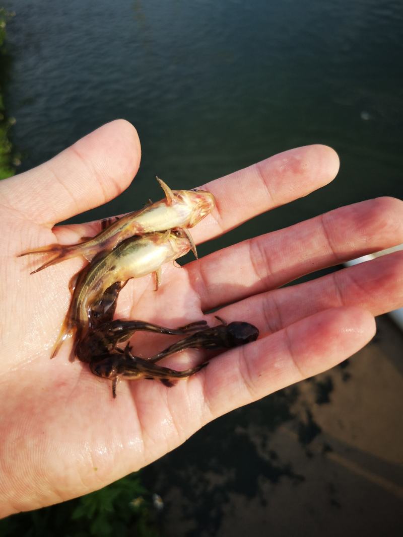 黄骨鱼，黄颡鱼，黄辣丁，水黄蜂，杂交黄骨鱼，包技术指导