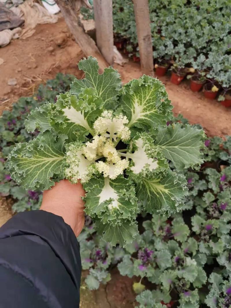 精品羽衣甘蓝大量上市，基地直发直销，欢迎各位老板致电洽谈