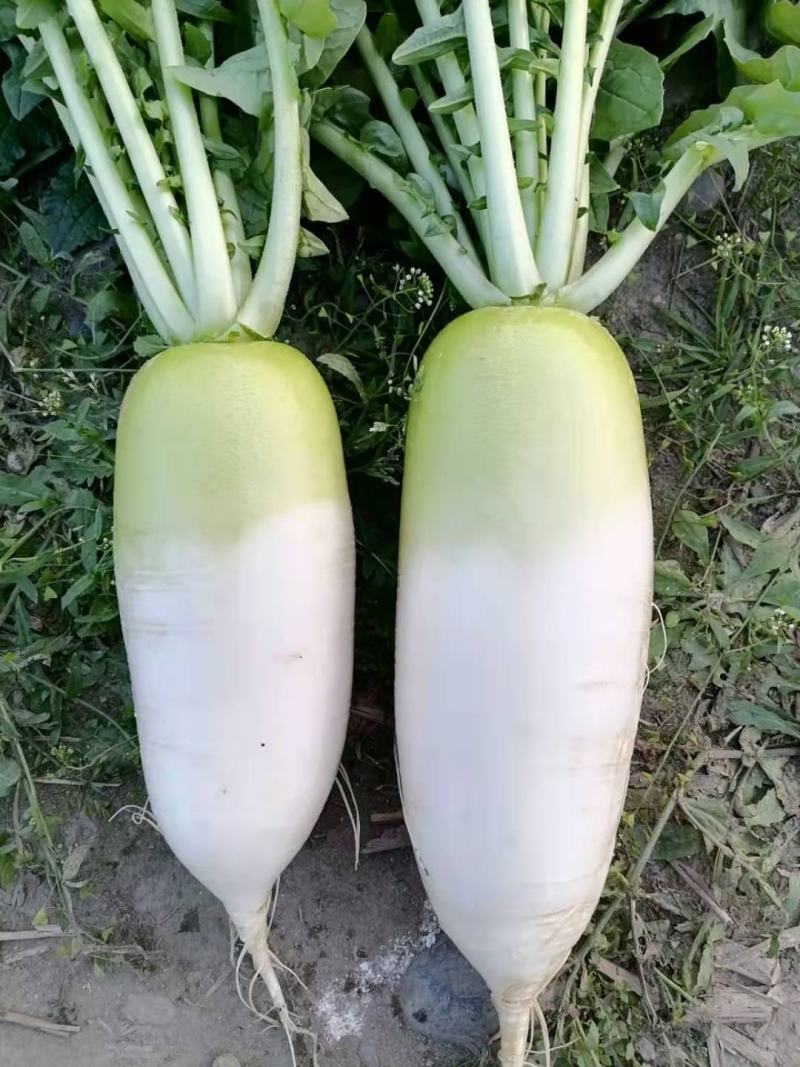 青头萝卜（新鲜水洗）