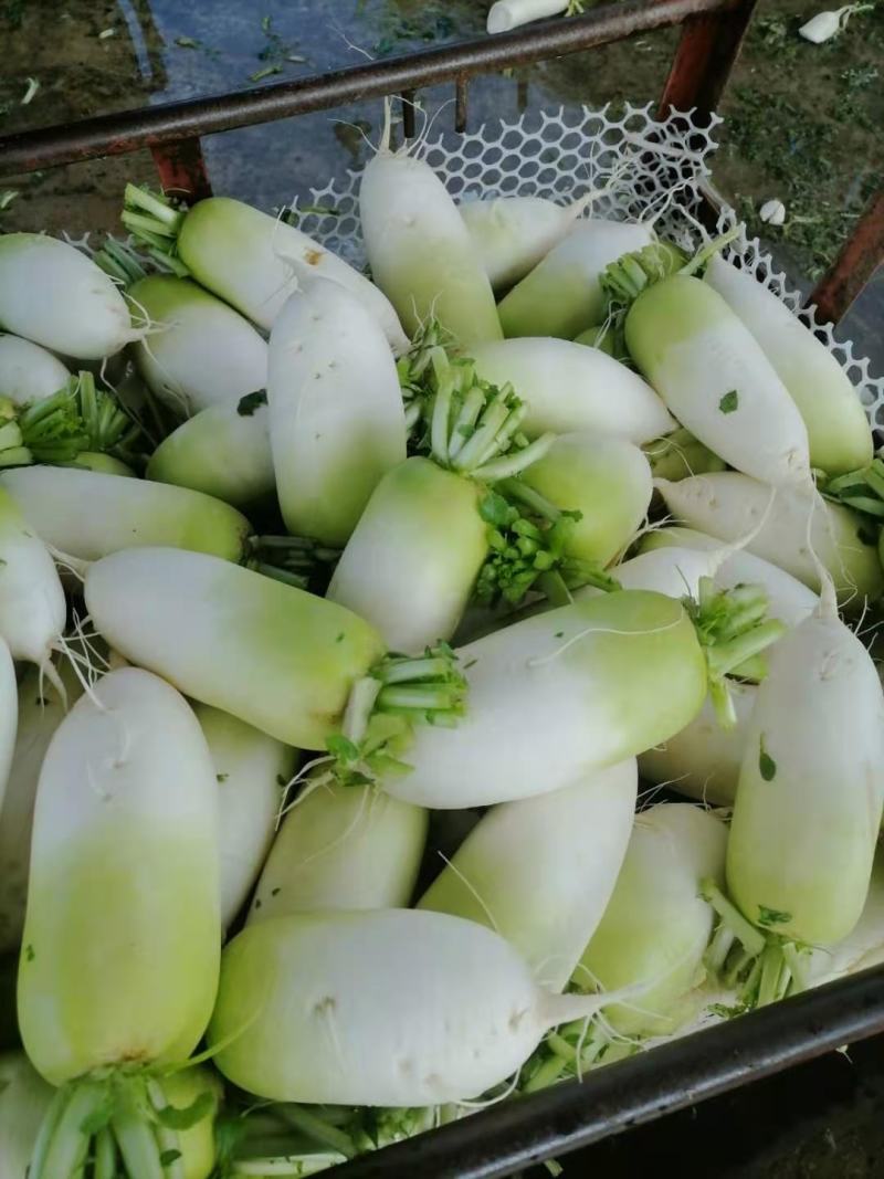 青头萝卜（新鲜水洗）