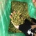 新疆吐鲁番葡萄干颗粒大纯甜无籽厂价批发