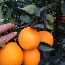 【严选好果】富川脐橙挂树鲜果订园釆摘保质保量一件