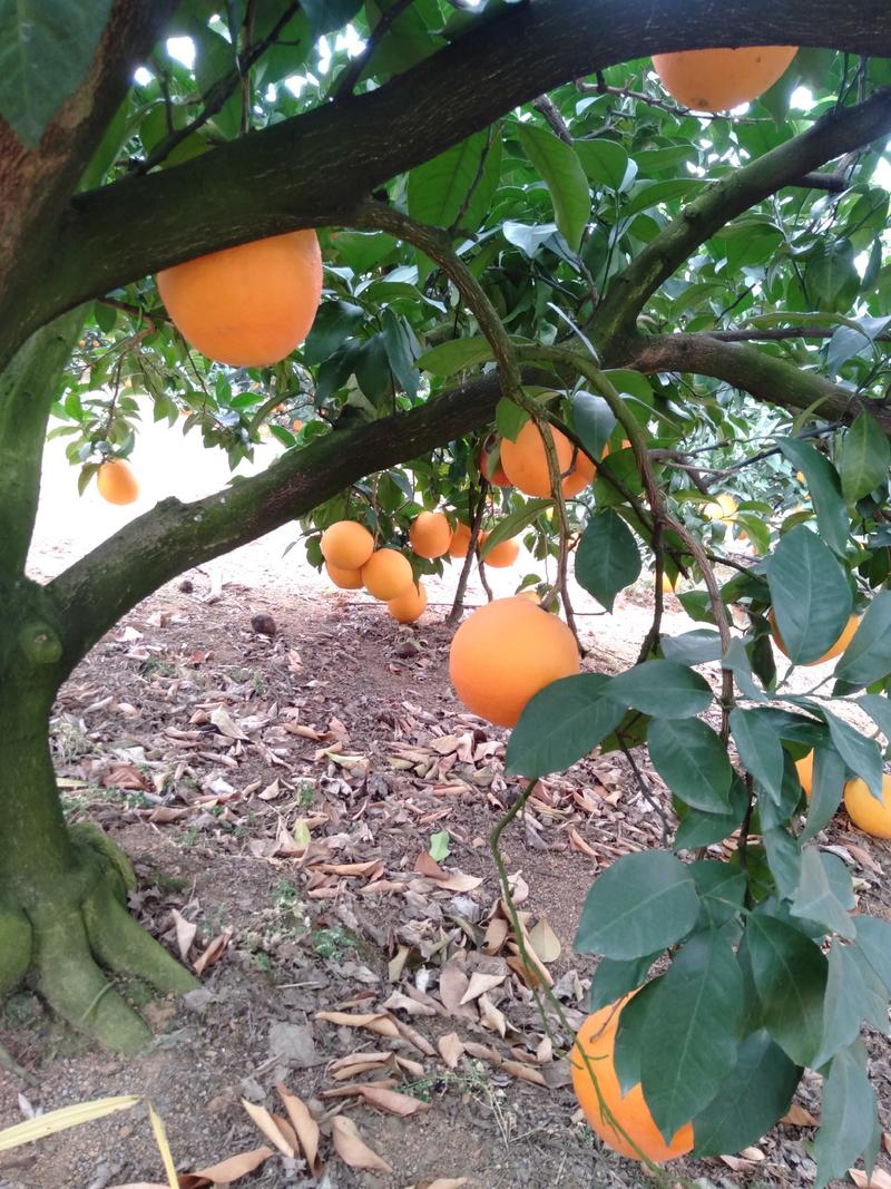 【严选好果】富川脐橙挂树鲜果订园釆摘保质保量一件代发