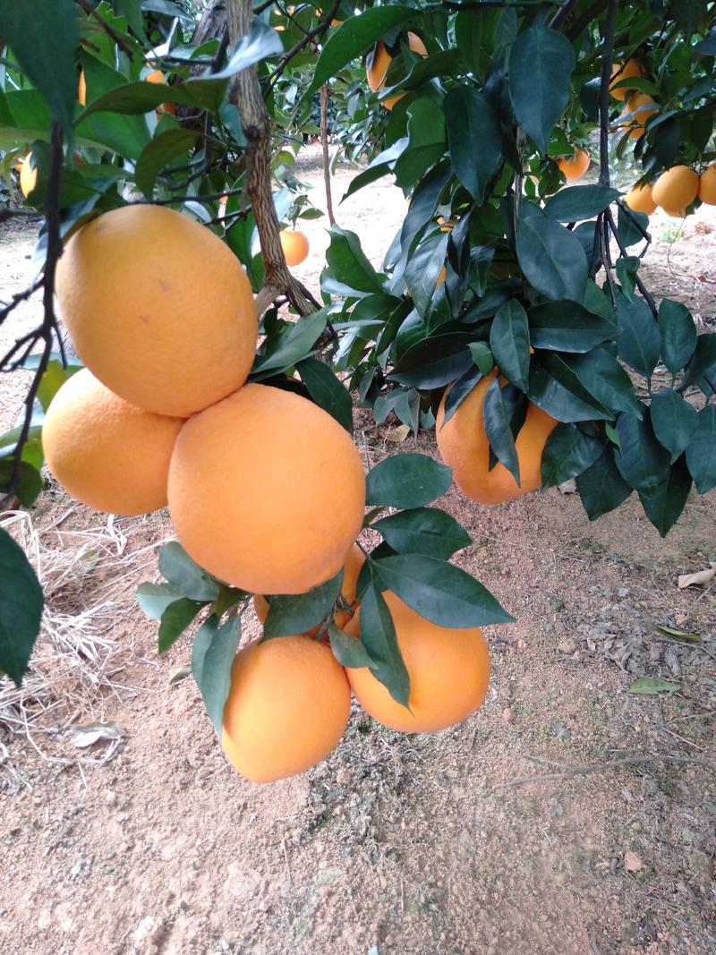 【严选好果】富川脐橙挂树鲜果订园釆摘保质保量一件代发