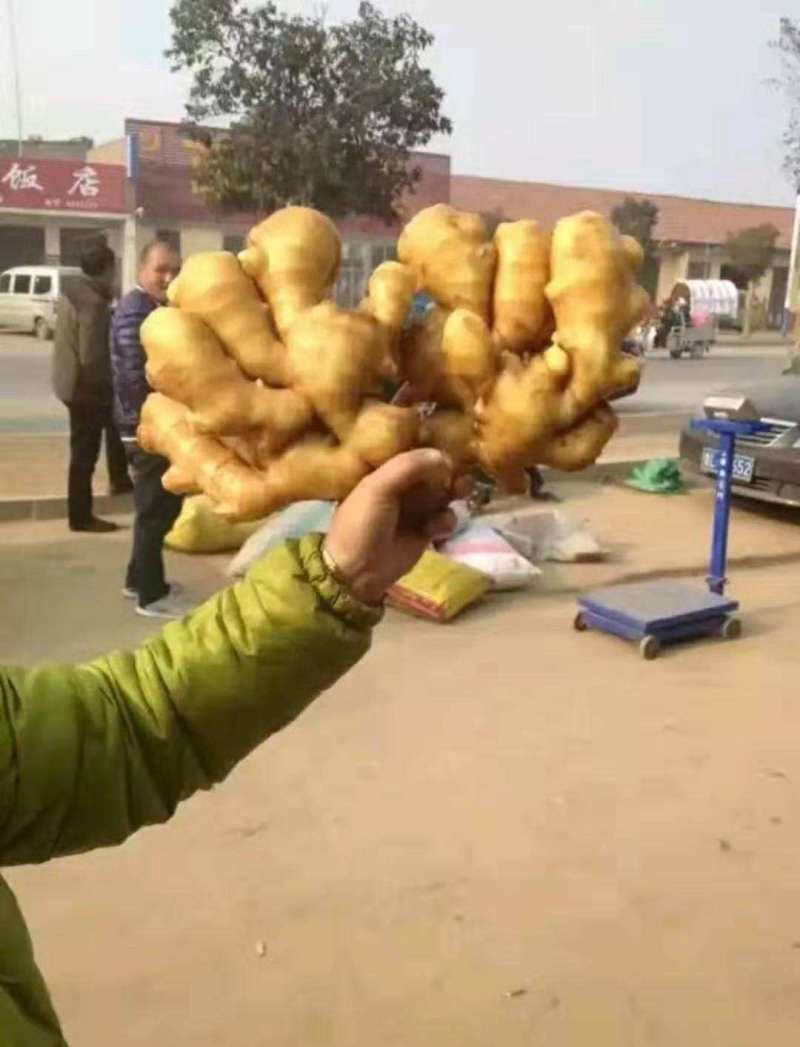 生姜批发市场保质保量基地一手货源物流发货坏姜包赔