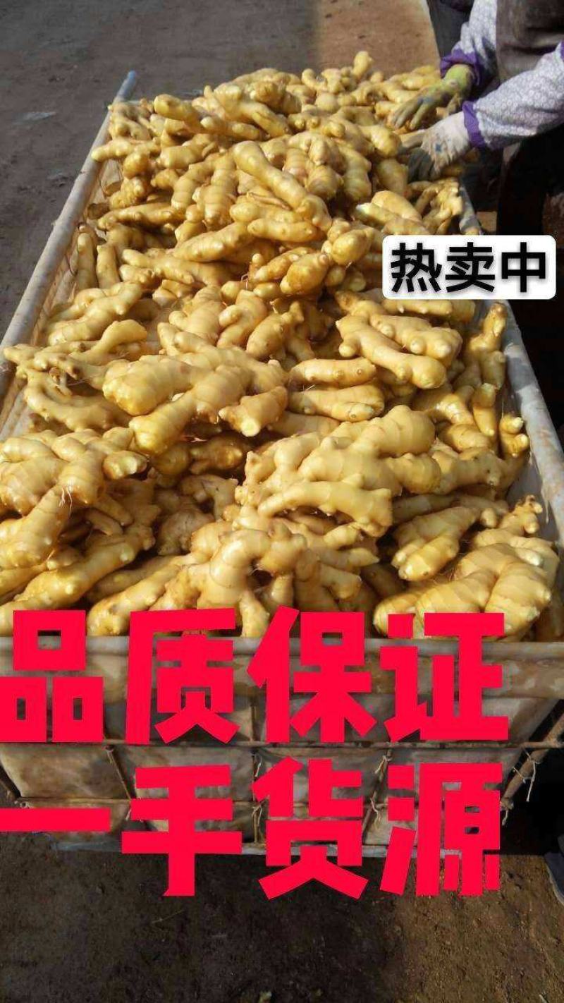 生姜批发市场保质保量基地一手货源物流发货坏姜包赔