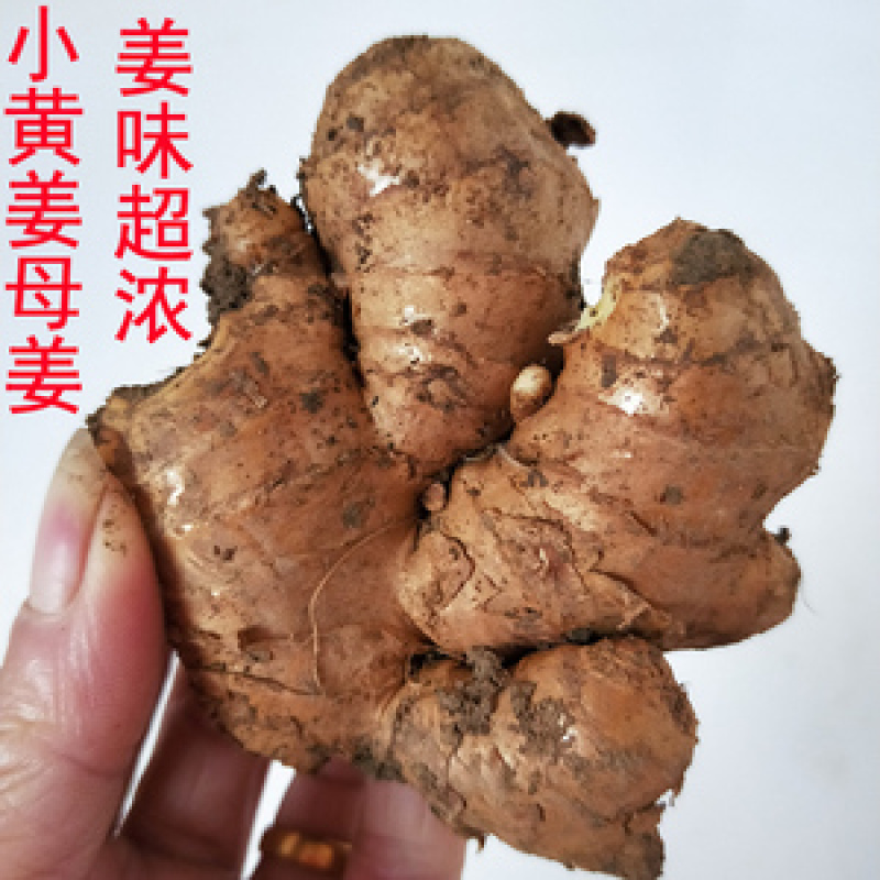 生姜批发市场保质保量基地一手货源物流发货坏姜包赔