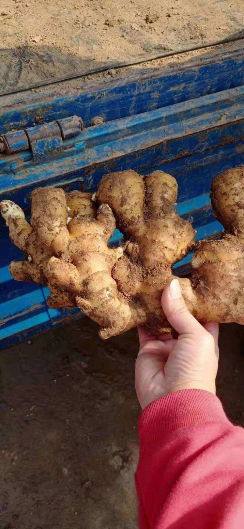 生姜批发市场保质保量基地一手货源物流发货坏姜包赔