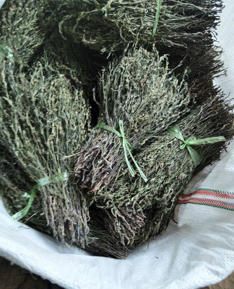 独脚金疳积草2021新货供药厂大货价钱商议五寸甘五寸疳