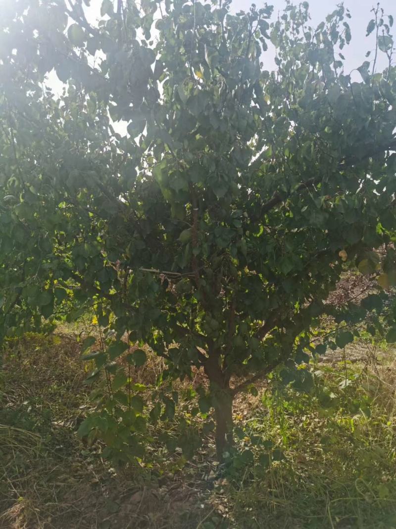 【优质杏树】基地直销保质保量规格齐全专业管理