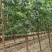 【优质杏树】基地直销保质保量规格齐全专业管理