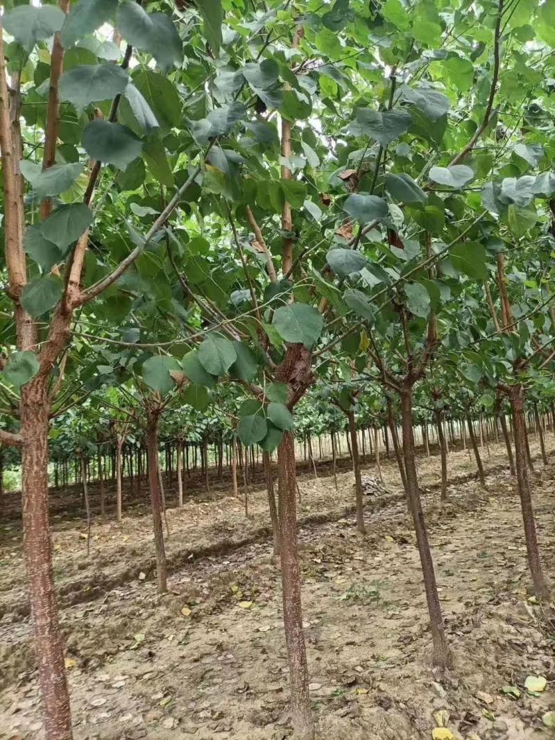 【优质杏树】基地直销保质保量规格齐全专业管理