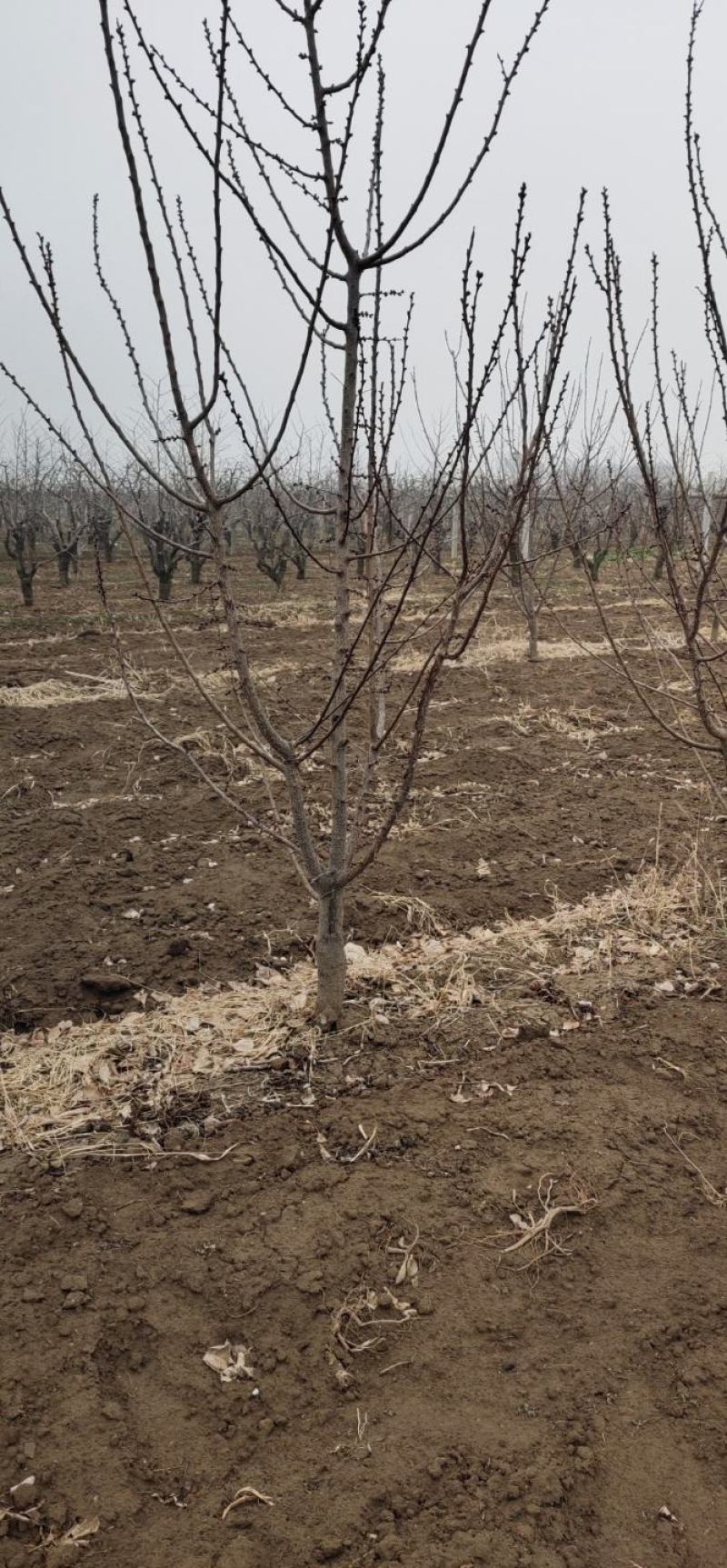 【优质杏树】基地直销保质保量规格齐全专业管理