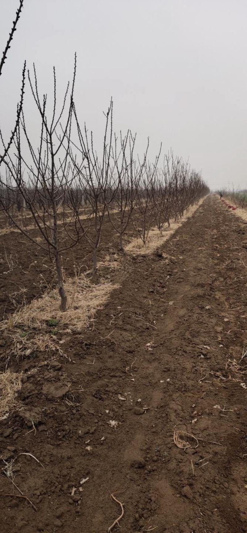 【优质杏树】基地直销保质保量规格齐全专业管理