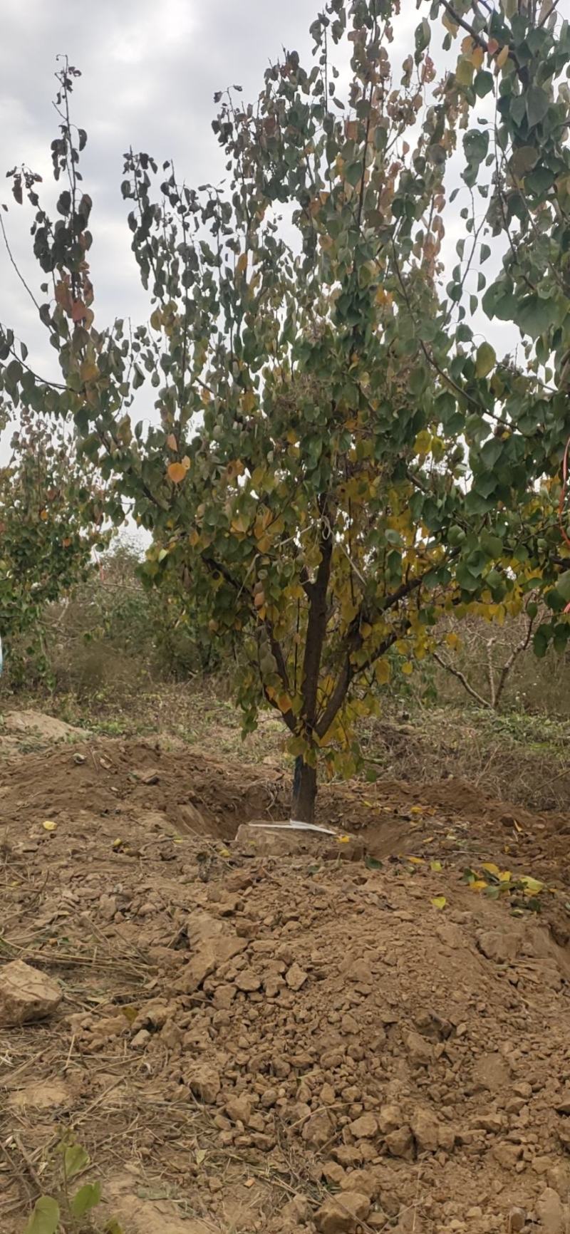 【优质杏树】基地直销保质保量规格齐全专业管理