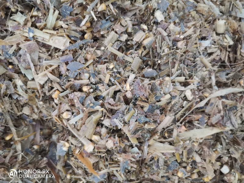 全株青贮玉米饲料籽粒破碎含量高