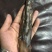 鹿尾巴干梅花鹿尾巴鹿场直发壮年鹿尾巴东北吉林鹿乡