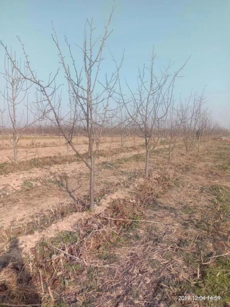 优质梨树苗3到15公分精品梨树量大基地直供欢迎来电