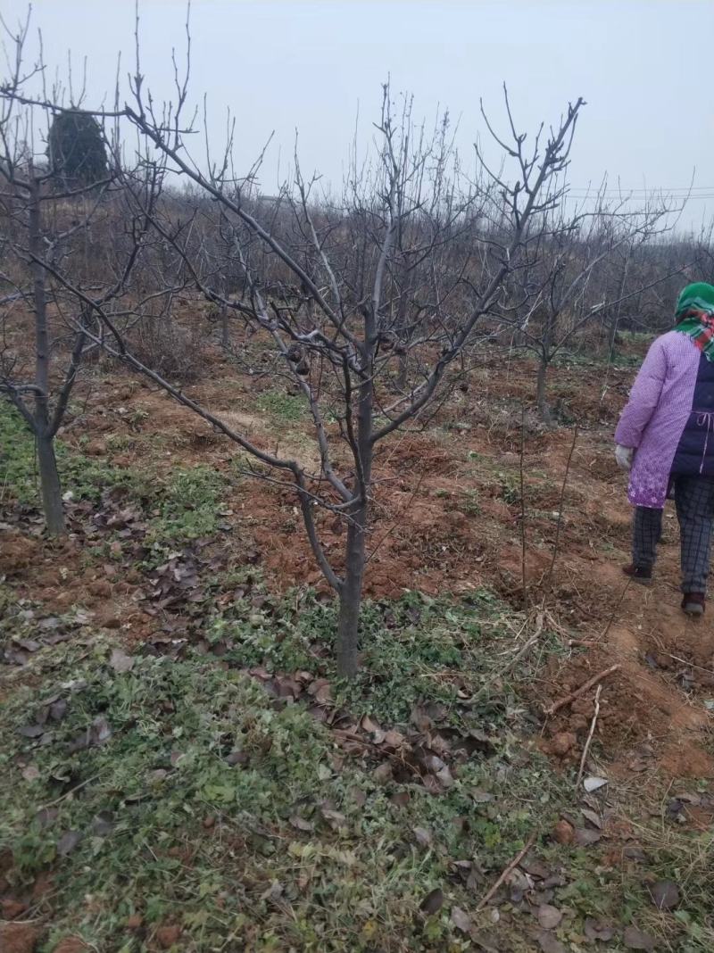优质梨树苗3到15公分精品梨树量大基地直供欢迎来电
