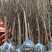 优质梨树苗3到15公分精品梨树量大基地直供欢迎来电