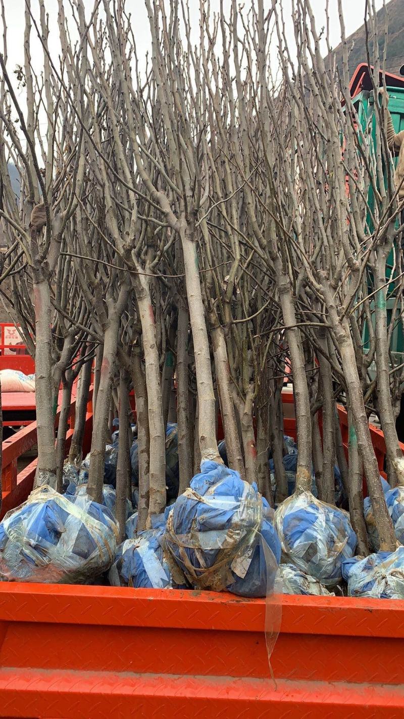优质梨树苗3到15公分精品梨树量大基地直供欢迎来电