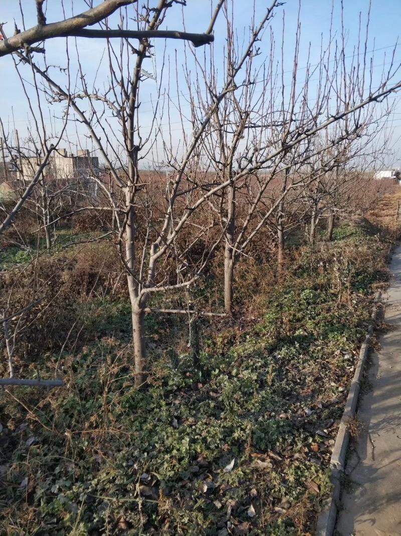优质梨树苗3到15公分精品梨树量大基地直供欢迎来电