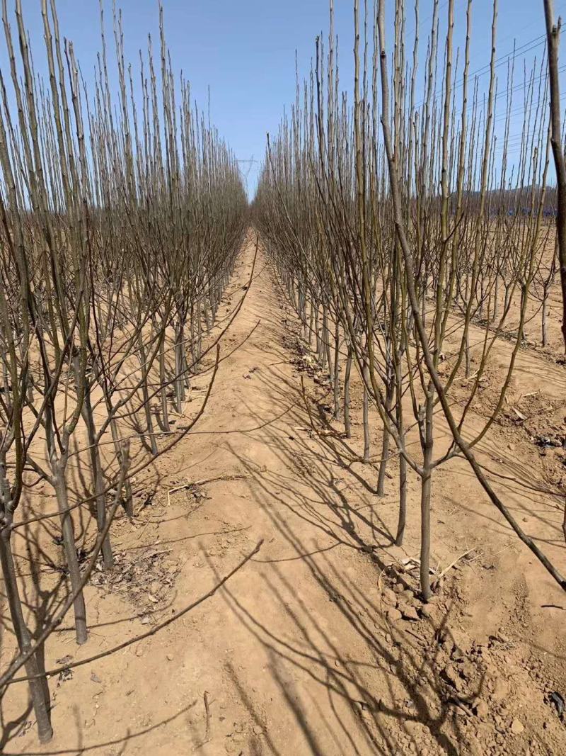 优质梨树苗3到15公分精品梨树量大基地直供欢迎来电