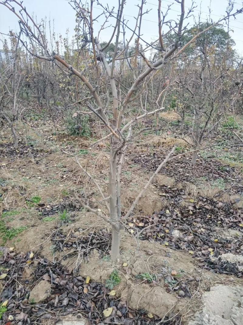 优质梨树苗3到15公分精品梨树量大基地直供欢迎来电
