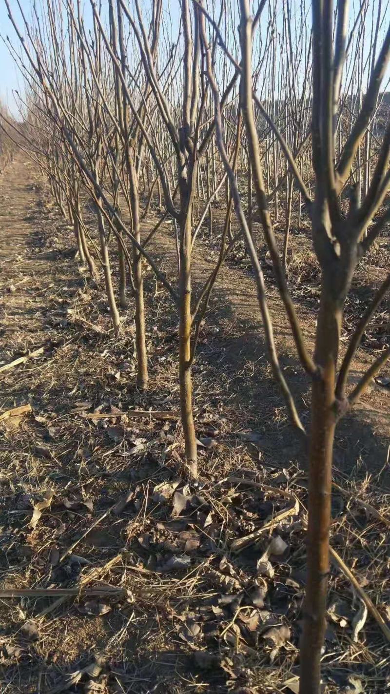 优质梨树苗3到15公分精品梨树量大基地直供欢迎来电