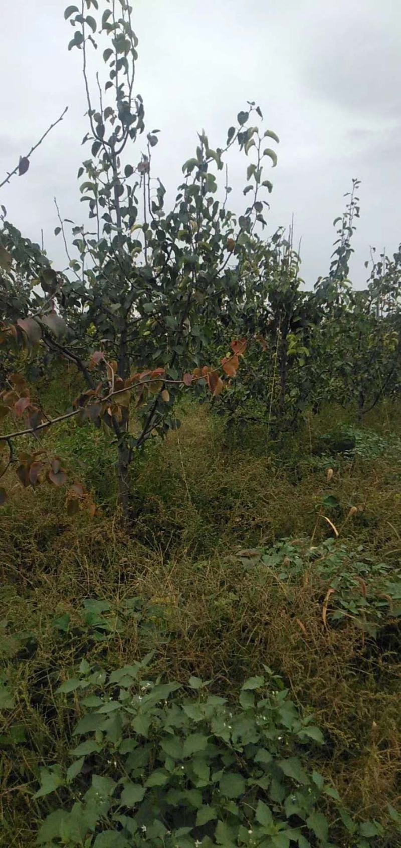 优质梨树苗3到15公分精品梨树量大基地直供欢迎来电