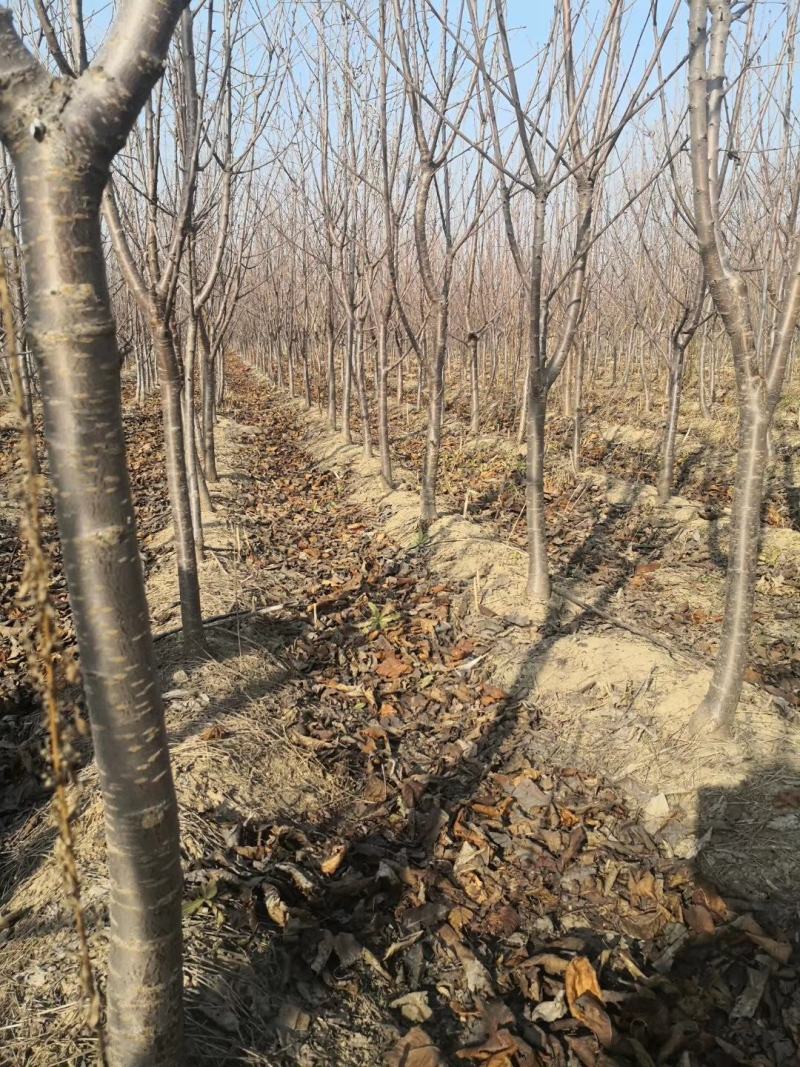 樱桃树苗红灯艳阳萨米特早品种齐全当年挂果