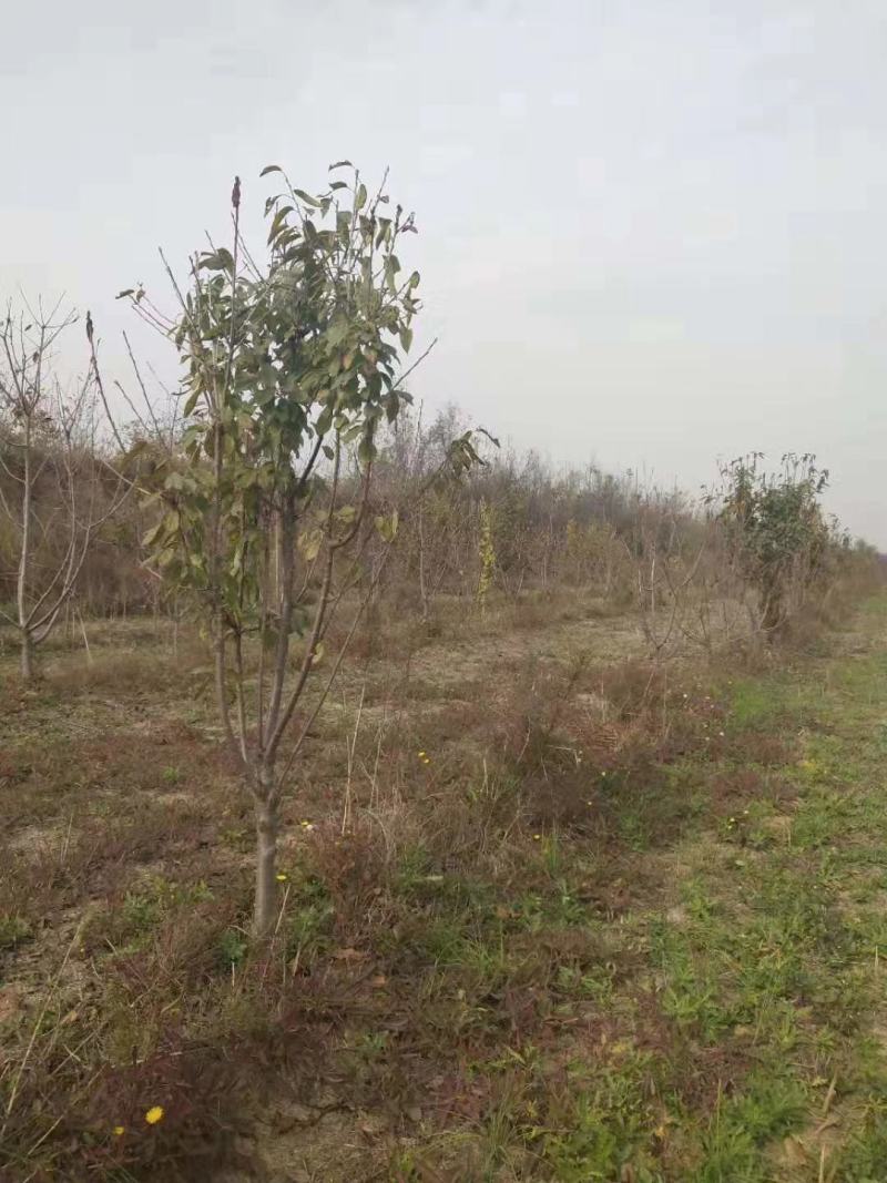 樱桃树苗红灯艳阳萨米特早品种齐全当年挂果