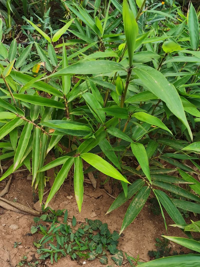 毛竹苗：北方驯化三年毛竹苗；大型毛竹