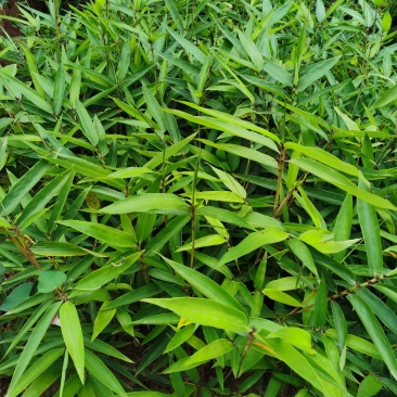 毛竹苗：北方驯化三年毛竹苗；大型毛竹